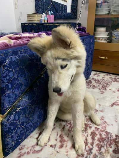 male puppy