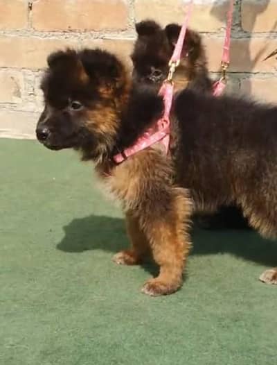 Quality German shepherd puppies contact  Whatsapp 0343 2455191