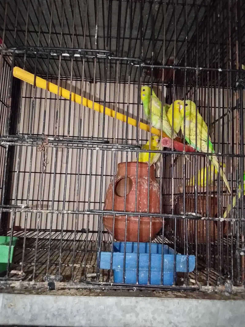 i am selling budiges pairs red eye into black eye — photo 2