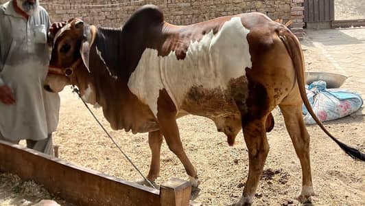 qurbani vacha 2 dant