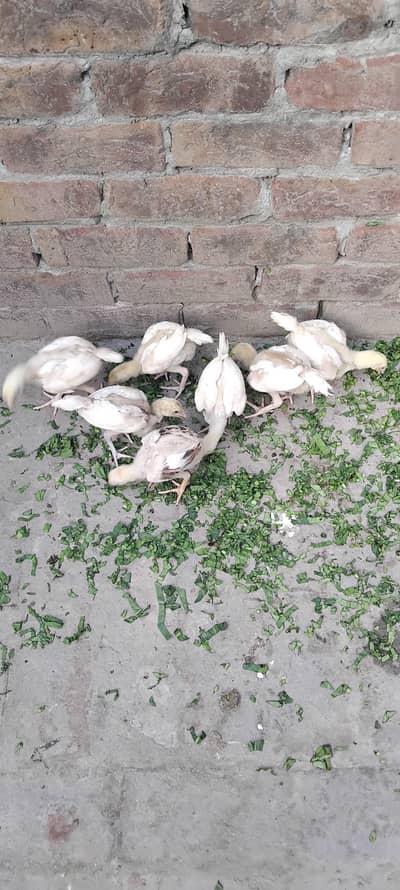 Heera chicks for sale