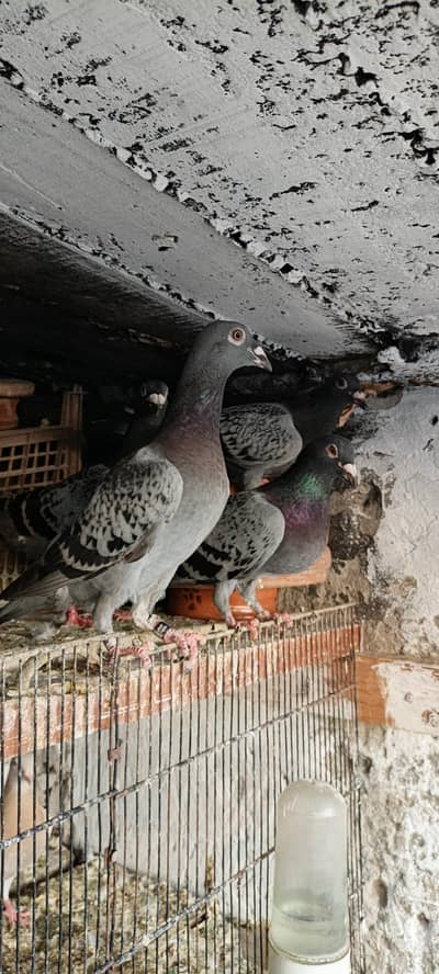 important blood line breeders pair blue bar checkered pigeon