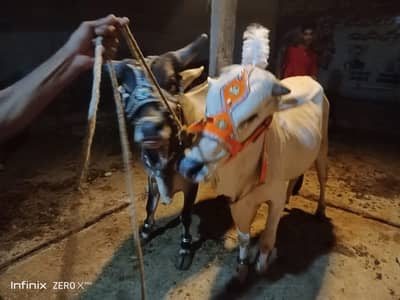 2 bachrey for sale | bachra qurbani | bulls | qurbani 2026 | cow