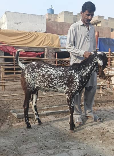  Healthy Andal Kheera Goat 40KG- 50KG+ | Eid Special