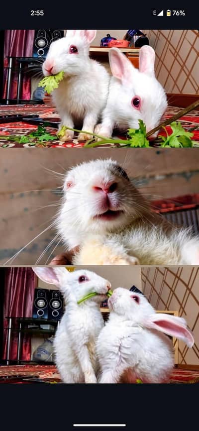 2 Rabbits