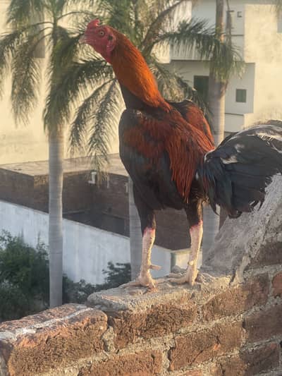 For sale with two hen