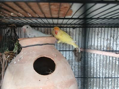 2 portion Cage with 5 pair without children and one love bird pair