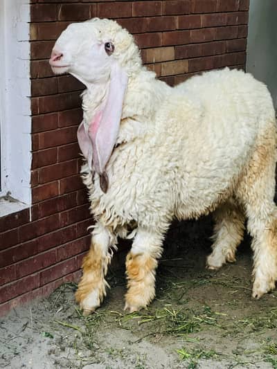 Best kajla male for qurbani