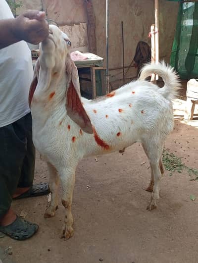 gulabi bakra