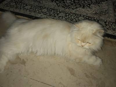 persion male cat