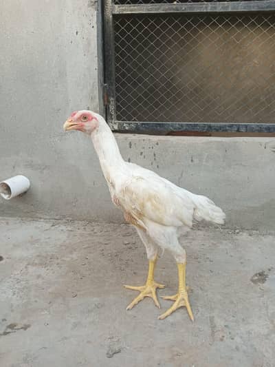 white shamo pathy