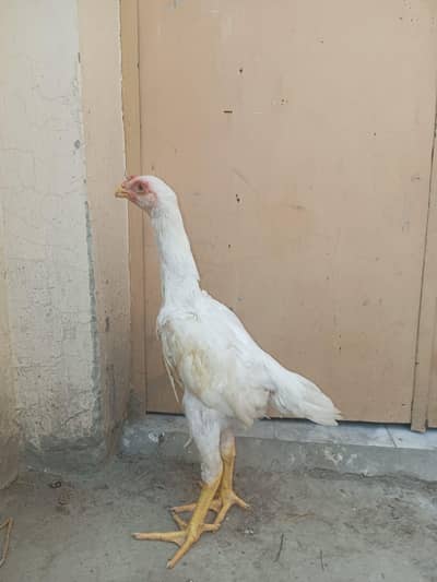 white shamo pathy