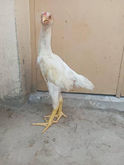 white German o shamo