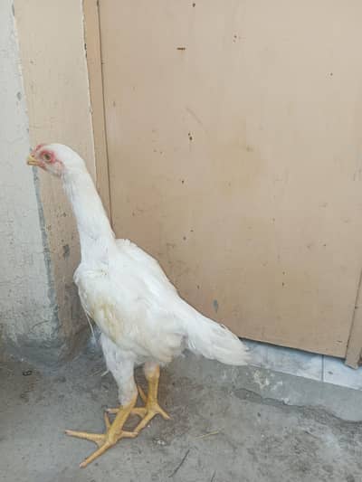 White shamo patha