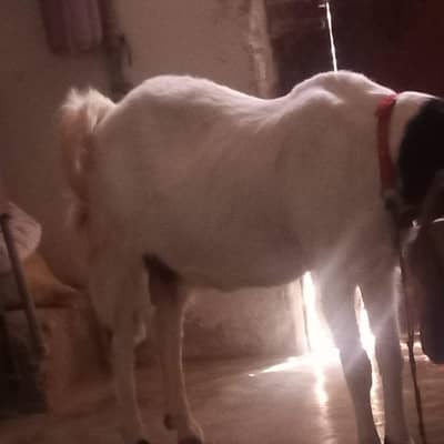 bakri for sale hai
