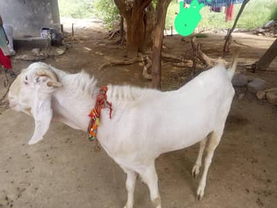 gulabi bakra hain 6 dant hain