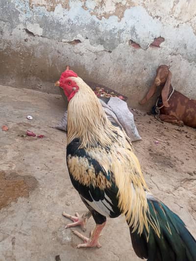 Pure Aseel Sindhi Murgha for Sale