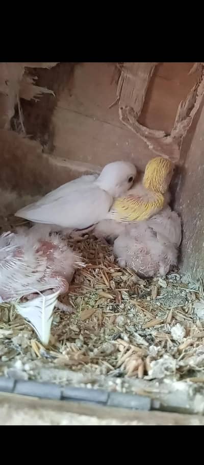 pairs with chicks albino cermino decino
