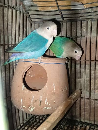 Beautiful pair available