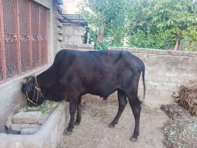 bacha for sell