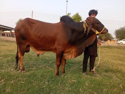 cholistani Bull /desi Bachra /donda wacha|Qurbani 2026_cholitani bulls