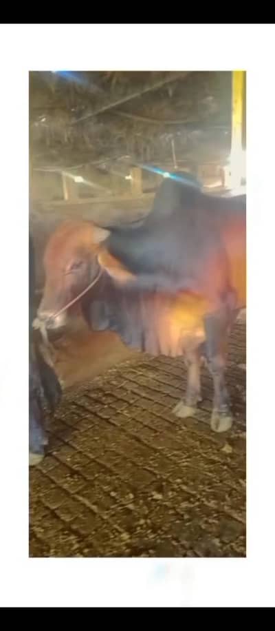 bachre for sell