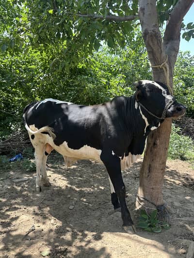 Bull for Eid ul azha