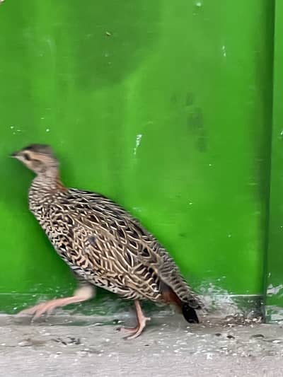 2 Safaid Titar 1 lal Titar