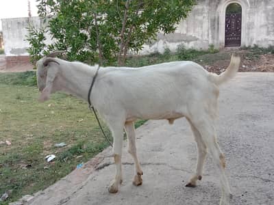 2 Qurbani Bakry