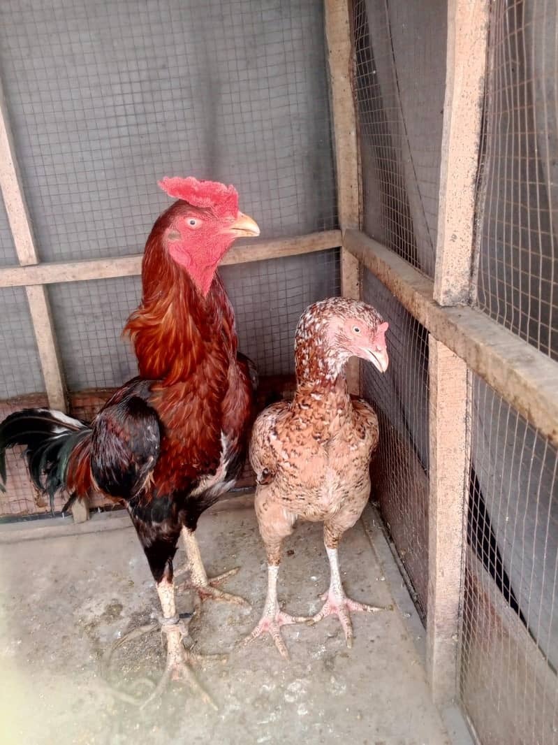 aseel pair 6
