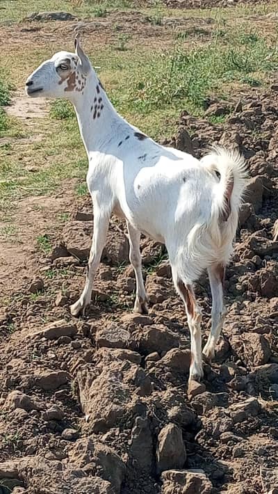 bakri for sale