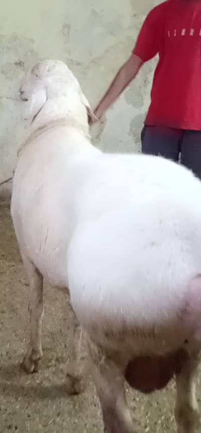 Sheep dumba