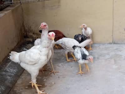 7 chooza چوزا اسیل