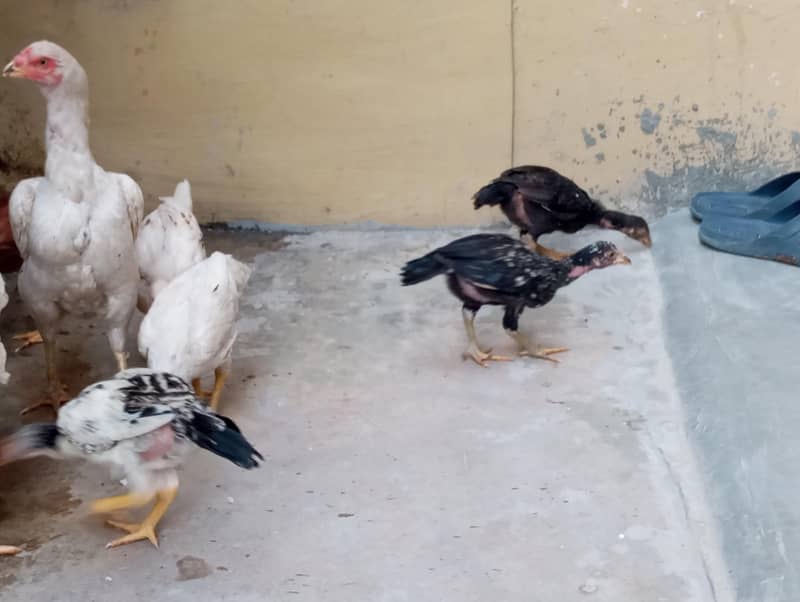 7 chooza چوزا اسیل 1