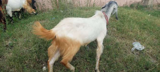 Goats for Qurbani