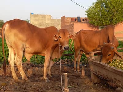 Bulls for Sale