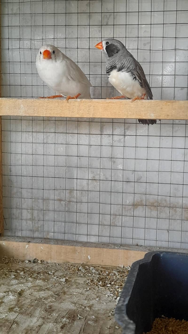 Finches 0