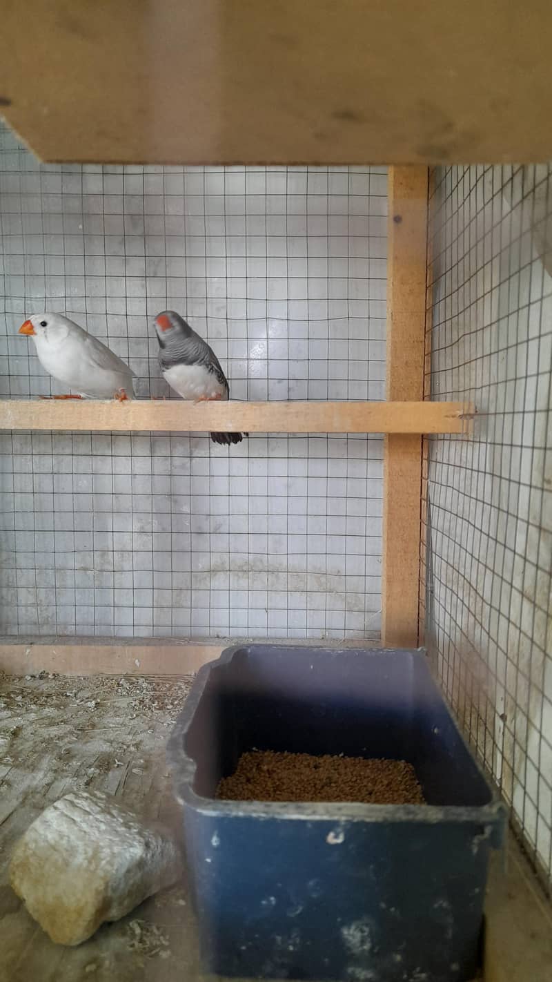 Finches 1