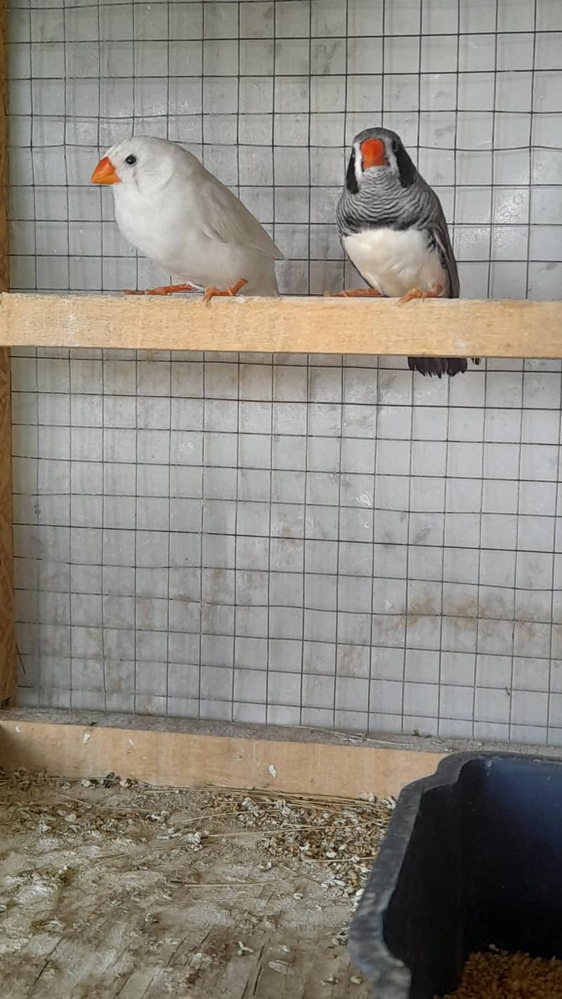 Finches 2
