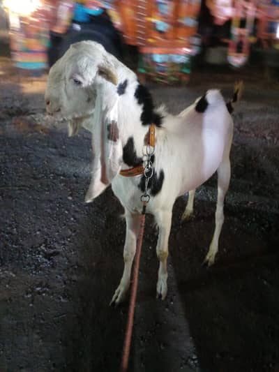 do dant bakra