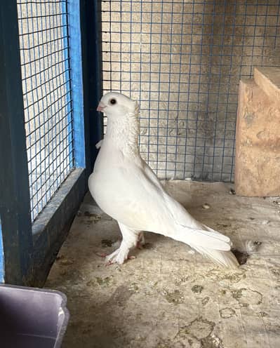 Sentinent Pigeon