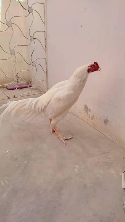Heera aseel murgha and lasani aseel madi 15000 urgent sale