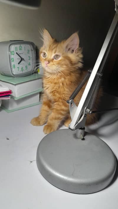 persian male kitten