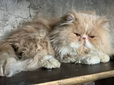 Piki stud male for sale