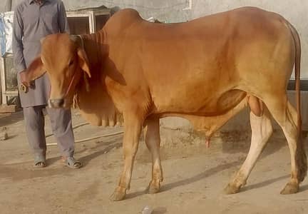Mehron qurbani Bachra Healthy Home Bred.