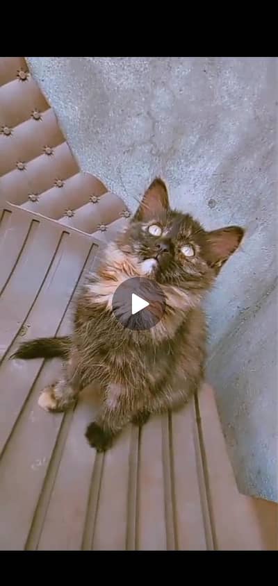 Persian kitten in black color (03266522535) very beautiful kitten
