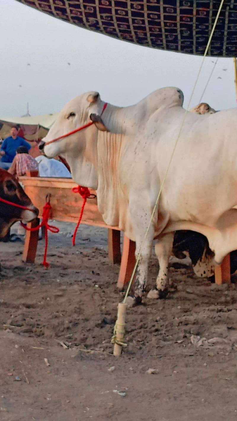 bulls Eid 0