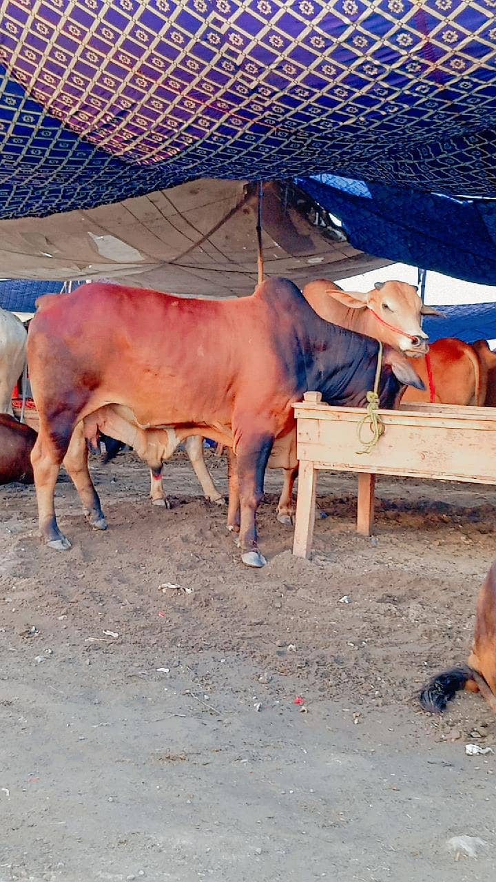 bulls Eid 1
