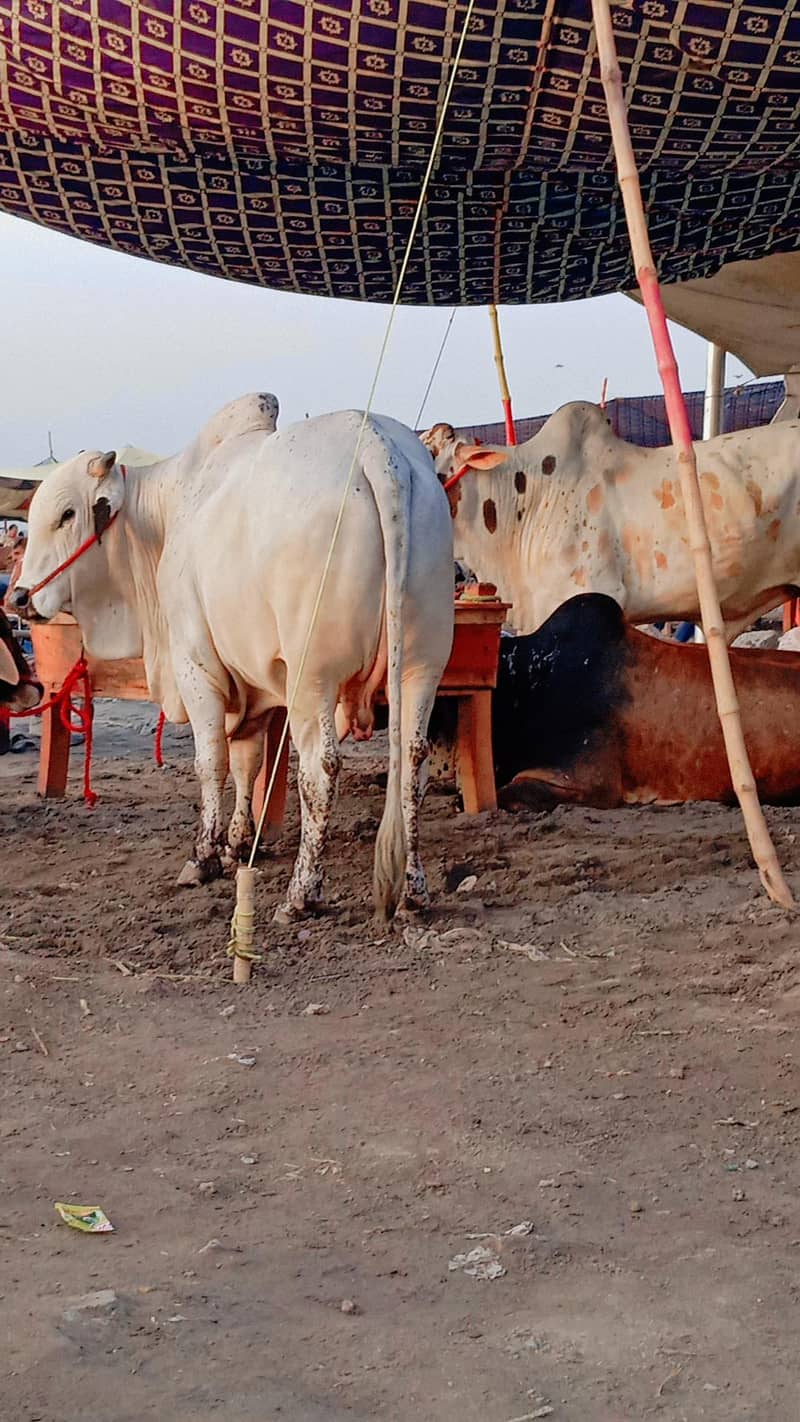 bulls Eid 2
