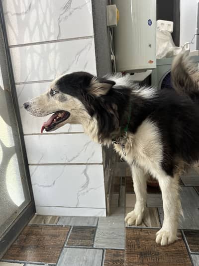 Husky
